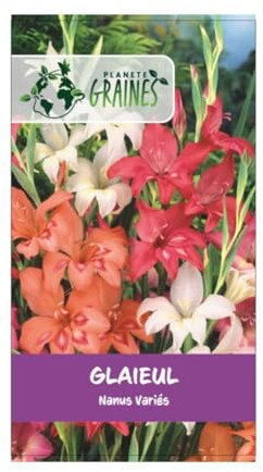 10 bulbes de fleurs Glaïeul nanus Naines variées - Mélange de couleurs