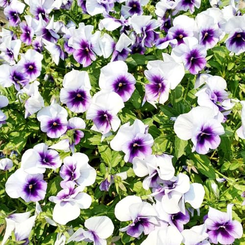 semi di viola del pensiero giardino interno sul balcone rialzata recisi raro roccioso tappezzanti decorazione soggiorno 420pcs