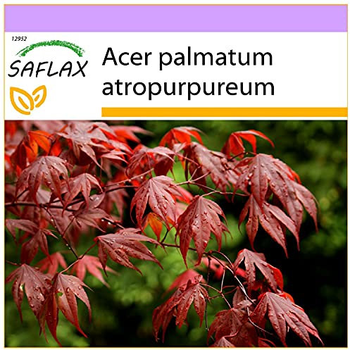 SAFLAX - Erable du Japon pourpre - 20 graines - Acer palmatum atropurpureum