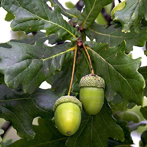 Saterkali Semillas de árbol de roble, 5 piezas/bolsa Semillas de árbol de roble Perenne Pleno sol Buena cosecha Semillas de jardín ecológicas para el hogar Semilla