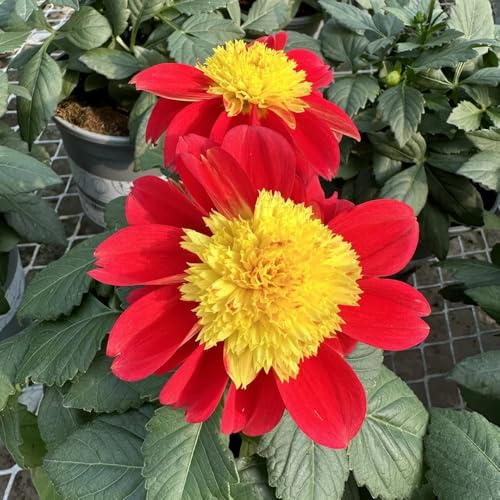 tubérculos de dalia resistentes - exterior jardin perennes 5pcs
