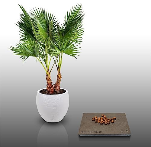 25 graines à semer - Le Grenier d'Abondance - WASHINGTONIA ROBUSTA - Palmier résistant