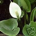 Acqua Arum -Wild Calla palustris Lily 10 semi- Aquatic