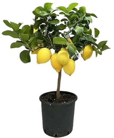Limone Meyer in Vaso Ø20 cm – Agrume Dolce e Profumato – Prodotto in Sicilia dal Vivaio uJardinu – Pianta Sempreverde da Esterno e Terrazzo