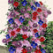 Bulbos De ClemáTide, Plantas Trepadoras,Enredaderas,JardineríA, Flores De JardíN,olerante A La SequíA.-4bulbos-D