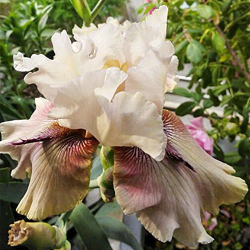 Bulbi iris,Bouquet di fiori carini che ondeggiano al vento,a nobile perenne-2,4bulbis
