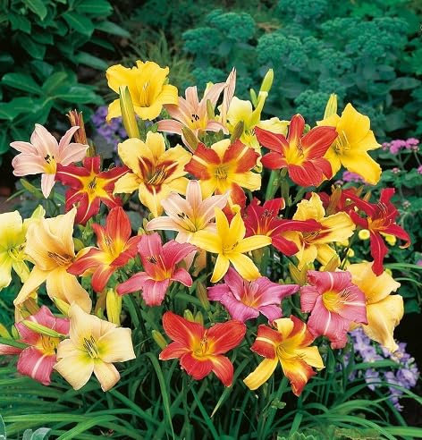 Nouveau frais 50pcs graines de fleurs d'hémérocalles mélangées