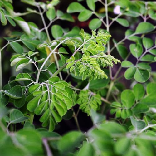Semillas de moringa para plantar orgánicas semillas orgánicas, variedades antiguas, moringa jardín resistentes arbustos 10pcs