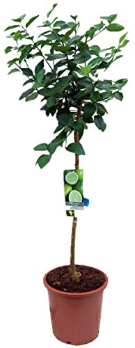 Pack Limonero - Naranjo - Pomelo - Mandarino Planta Natural - (Altura 110 Cm) Maceta 22 cm (Lima)