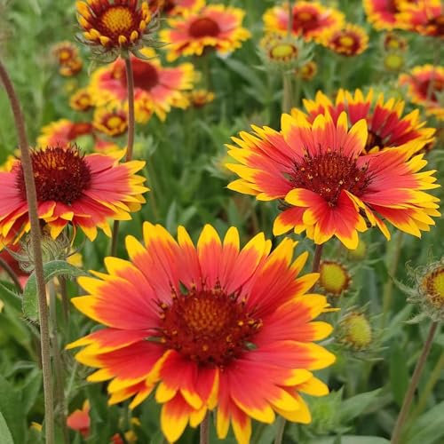 kokardenblume staude winterhart samen - winterharte pflanzen für garten, winterharte blumen kokardenblume samen, blumensamen mehrjährig winterhart, balkonpflanzen winterhart blumen 400pcs