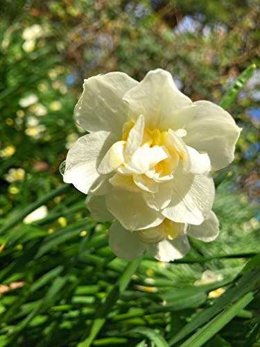 30 Bulbs of Daffodil (White Cheerfulness) Includes Postage