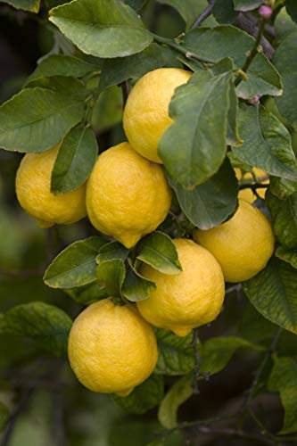 MIX CONCIMAZIONE AFRODISIACO PER LIMONI E AGRUMI IN GENERE *KG 5,10*
