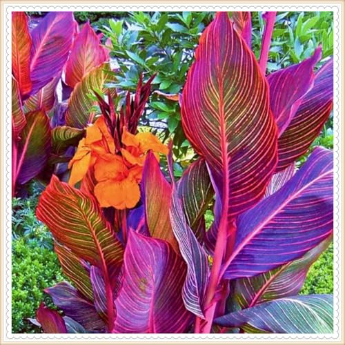 Bulbi gigli di canna: crea una splendida esposizione da giardino con questi preferiti perenni - 1 lampadina-C