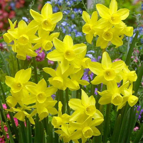 Flowering Bulbs Excellent Display Indoor Perennial Balcony Garden Bulbs Can Be Potted Aromatic Daffodil Bulbs-2bulbs-E