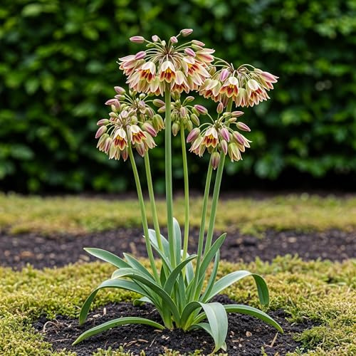 Blomsterlökar - Allium 'Siculum' - Rosa - 30 enheter - Lökstorlek 8/10-50-150cm - Ø10cm - Trädgårdsväxt - Flerdeal