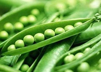 Grüne Erbsensamen, Super Sugar Snap, Nicht-GVO, Erbsen, Herbst oder Frühling, 75 ct