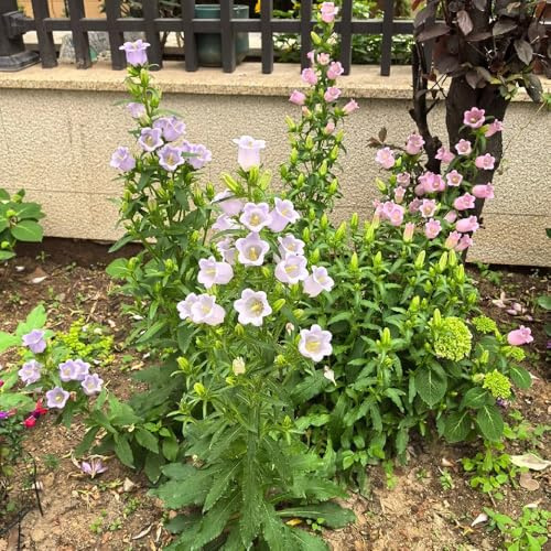 Semillas de campanilla-Campanula Medium,semillas de y en maceta.semillas de perennes resistentes Cultivo de semillas,300pcs