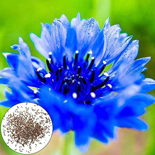Samen, 600 Stück/Beutel Kornblumensamen voller Vitalität, blau blühende Gartenarbeit, Geschenk, Pflanzensamen zum Pflanzen, zieht Bienen an – blau