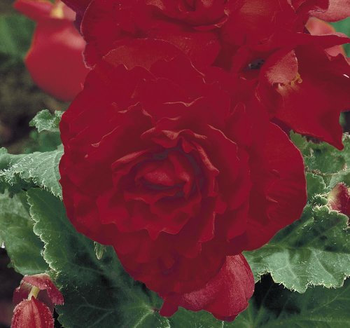 Just Seed - Flower - Begonia - Nonstop Red F1-50 Pelleted Seed