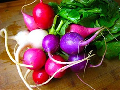 Heirloom Heritage Round Radish Seeds Easter Egg Mixed Colours Certified French Organic Grower