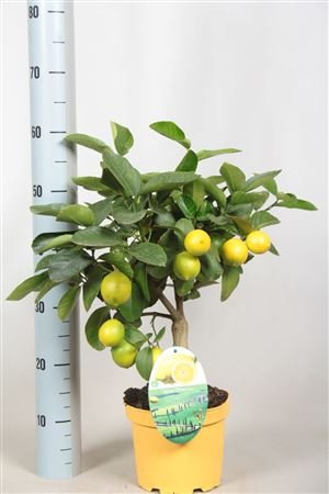 Beautiful Lemon trees with lemons on, Three sizes, fruit trees, indoor plants (60cm Lemon Tree)