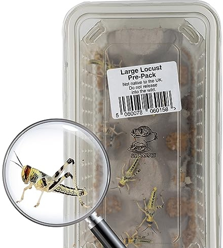 Livefoods4u Large Locust Live Food (2-3.5cm) Tub of 10 - Perfect for Reptiles and Lizards - Sustainably bred
