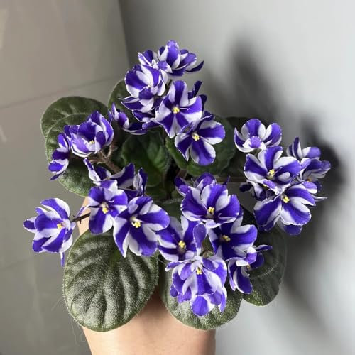 Usambaraveilchen Pflanze Samen Kaufen - deko garten-pflanzen für sonnige plätze bonsai topf-pflanzen winterhart draußen gartenpflanzen winterhart mehrjährig-pflanzenkübel pflanzen 200pcs