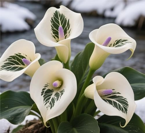 Mix Calla bulbi,Calla Lily pianta vera,Piante erbacee perenni,Decorazione del giardino, bulbi belli e sani(non fiori artificiali)-10 bulbi-B