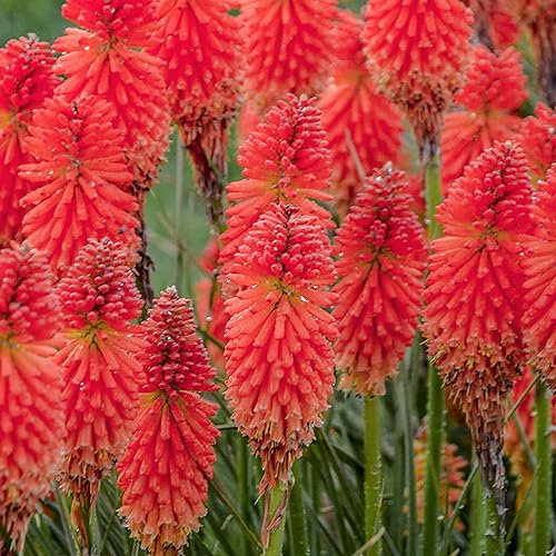 Kniphofia Poco Red | Red Hot Poker Plant | Plants Outdoor Garden Ready | Perennial Outdoor Garden Plant (3 Litre Pot, 20-30cm)