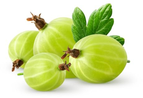 Gooseberry Plants, 'Leveller', 2 x Large Plants in 2 Litre Pots, Gooseberries, Garden Ready and Ready to Plant, Premium Quality Fruit