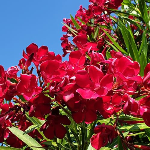 40 pcs oleander baum winterhart samen - blumensamen bodendecker winterhart Nerium oleander, kräuterbeet blumendeko pflanztöpfe flowers pflanzen für balkonkästen winterhart herbs stauden