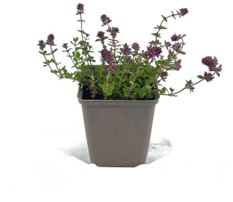 6 Stück Thymus serpyllum von Intragarten | winterharter und immergrüner Bodendecker | Feld-Sand-Thymian im 9 cmTopf