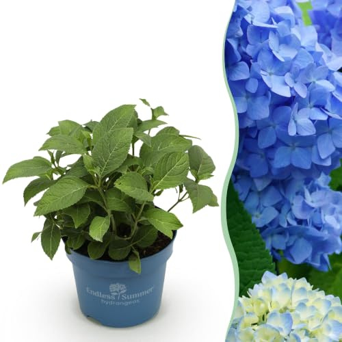 Hortensia Azul para Jardín y Terraza, 1 Planta, Maceta 14cm, 20-25 cm
