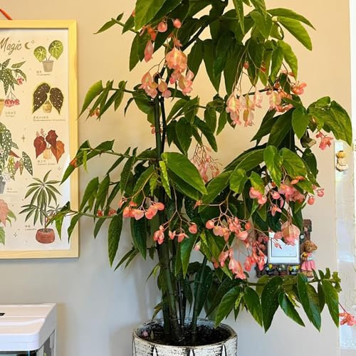 Forellenbegonie Samen - zimmer pflanze Begonia maculata - winterfeste pflanzen für balkon exotische samen immergrüne pflanzen winterhart winterharte pflanzen für garten indoor plants 250pcs