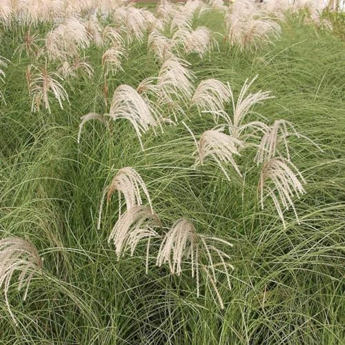 Plant Theory Gracillimus Chinese Silver Grass Miscanthus Sinensis Outdoor Ornamental Plant 2L Pot