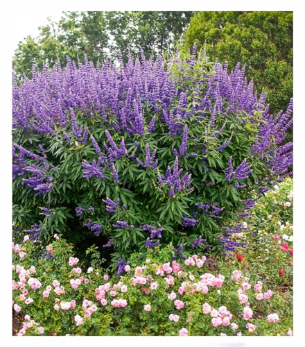 BALDUR Garten 2x Mönchspfeffer 'Queen Bee®', Pflanzen im 9x9 cm-Topf