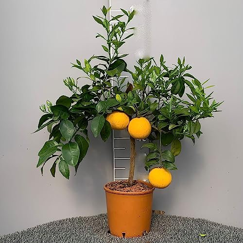 SAVINI VIVAI Pomelo-Pflanze, Zitrusbaum, rote Pomelo im 20 cm Topf, Höhe 70 cm, 2-3 Jahre Veredelung, hergestellt in Italien
