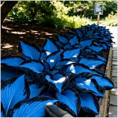 Ideal para Sombra -Matas Voluminosas y Decorativas - Hojas Majestuosas y Aterciopeladas- Bulbos de Hosta-4 Bulbos-A
