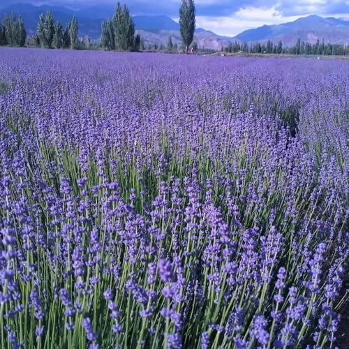 semillas de lavanda jardín de semillas decoración lavanda jardín siembra 20pcs