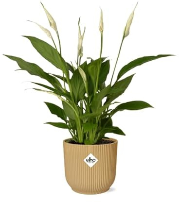 Einblatt – Spathiphyllum Torelli – elegante Zimmerpflanze mit weißen Blüten – inkl. Topf Vibes Fold 14cm Gelb – luftreinigend & pflegeleicht