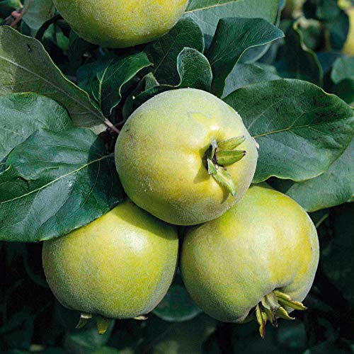 Thompson & Morgan Hardy Quince Fruit Tree ‘Vranja’ Variety, Bare Root Garden Plant, Self-Fertile, High Yielding Ideal for Kitchen Gardens, Allotments, Patio and Containers 1 x Bare Root