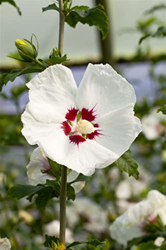 Hibiskus 'Red Heart' C 80-100cm - Winterharte Gartenpflanze, Blütenreich, Rosa-Weiß, Zierstrauch