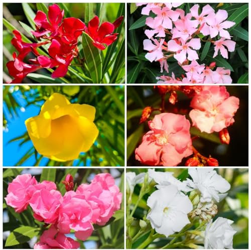 5 pcs oleander winterhart samen, blumensamen gastgeschenk, samen (Nerium oleander) bienenfreundliche blumensamen, garten geschenk wildblumenwiese saatgut mehrjährig, seed blumen winterhart,