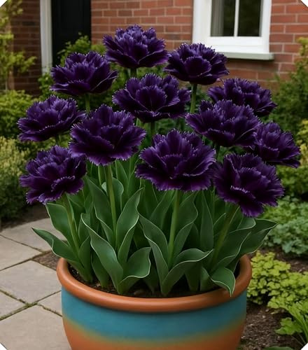 Bulbi di Tulipano da Giardino - Diversi Colori Disponibili per Decorare il Tuo Giardino Primaverile-8bulbi-S