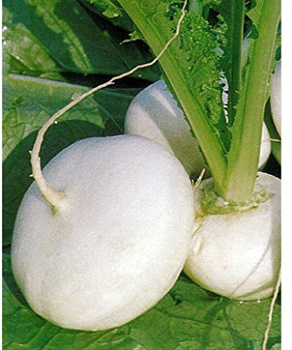 50 Seed of White Milan Turnip