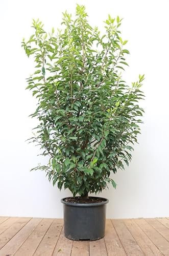 Prunus lusitanica 'Angustifolia' 150–175 cm – Winterhart & Immergrün & Pflegeleicht – Portugiesischer Kirschlorbeer – Heckenpflanze für Garten & Sichtschutz