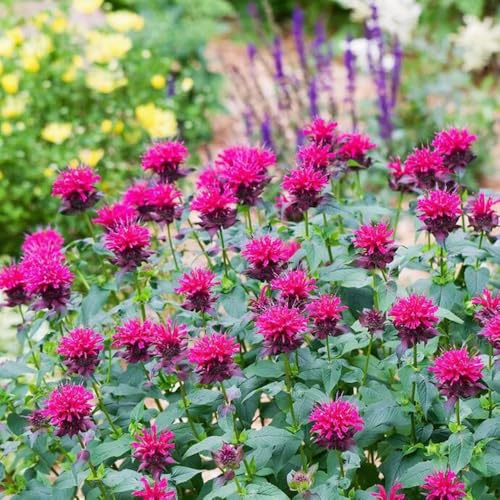 semillas resistentes de melisa - balcón jardín orgánicas, perennes 200pcs