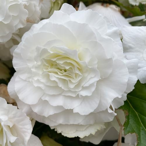 Begonia White Double - Tuberous Perennial - Summer Flowering Garden Bulbs - Live Outdoor Plants for Pots and Borders - UK Gardens (3 Bulbs)