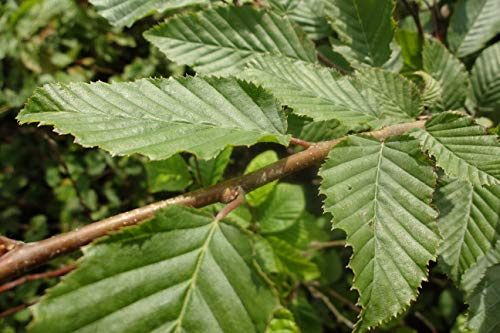 10st. Hainbuche 120-140cm ohne Topf gemessen Heckenpflanzen Carpinus betulus Hecke Weißbuche Gartenhecke Hainbuchen heimisch
