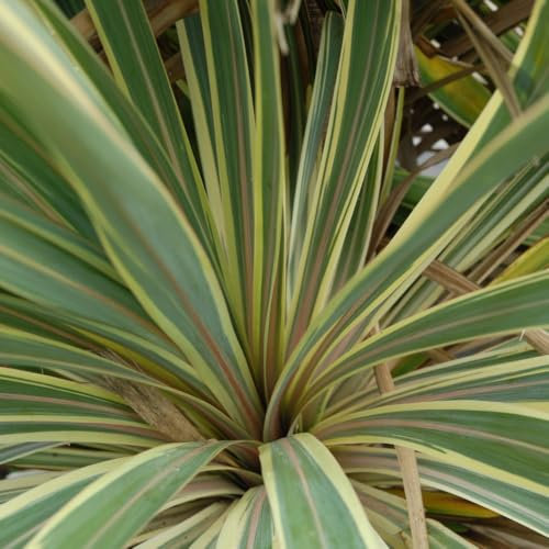 Yucca Filamentosa 'Bright Edge' – Striking Spiky Foliage with Creamy Yellow Edges, Hardy and Low Maintenance, Ideal for Dramatic Garden Accents, 1x or 2X 3.6 Litre Pots by Thompson & Morgan